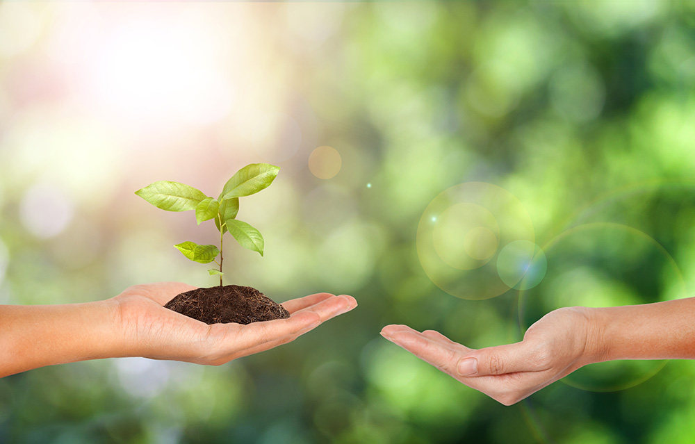 Plant in the hand on green nature background - Corporate social responsibility concept.