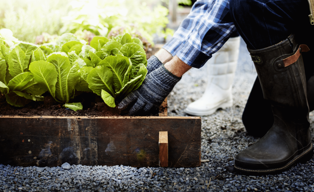 A picture containing person, outdoor, vegetable

Description automatically generated